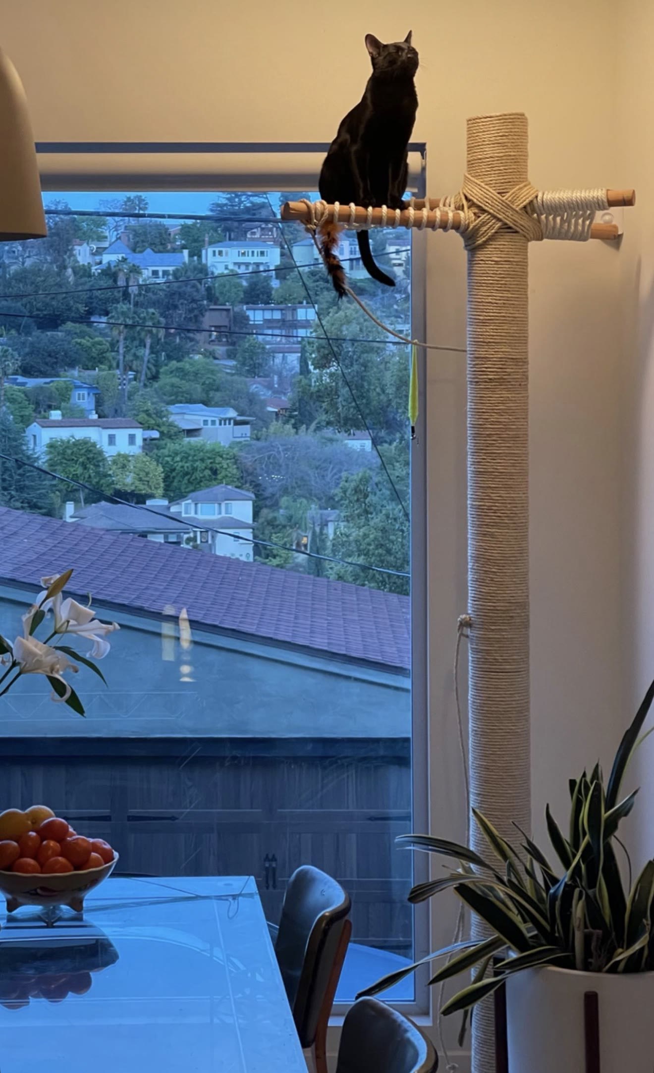 Lorenzo, a black cat, sitting on top of the finished cat tree with the LA hills in the window behind.