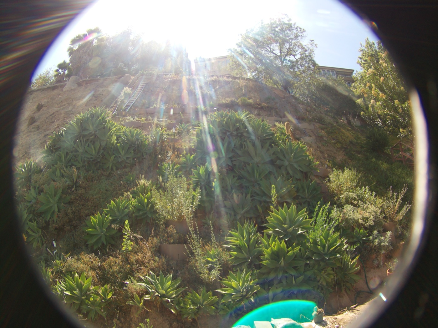 The first frame the scheduled service captured on its own, afternoon sun flaring across the hillside plantings