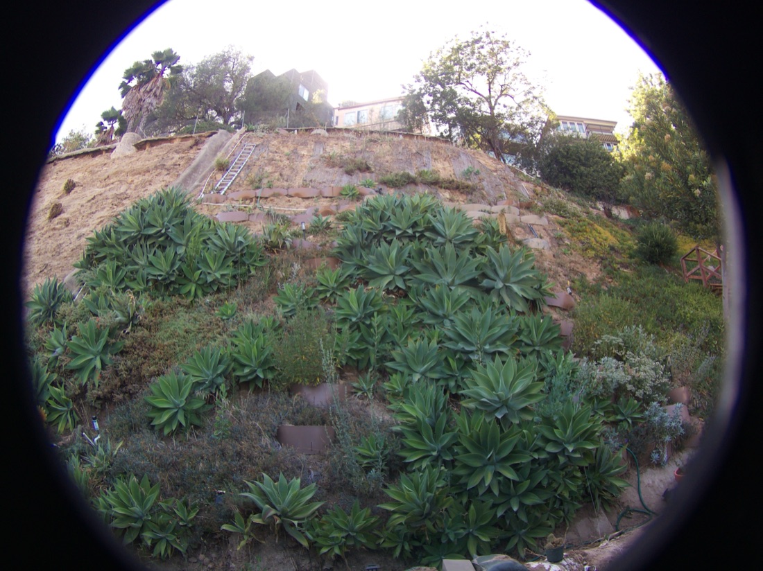 Late-afternoon capture with even light across the hillside plantings